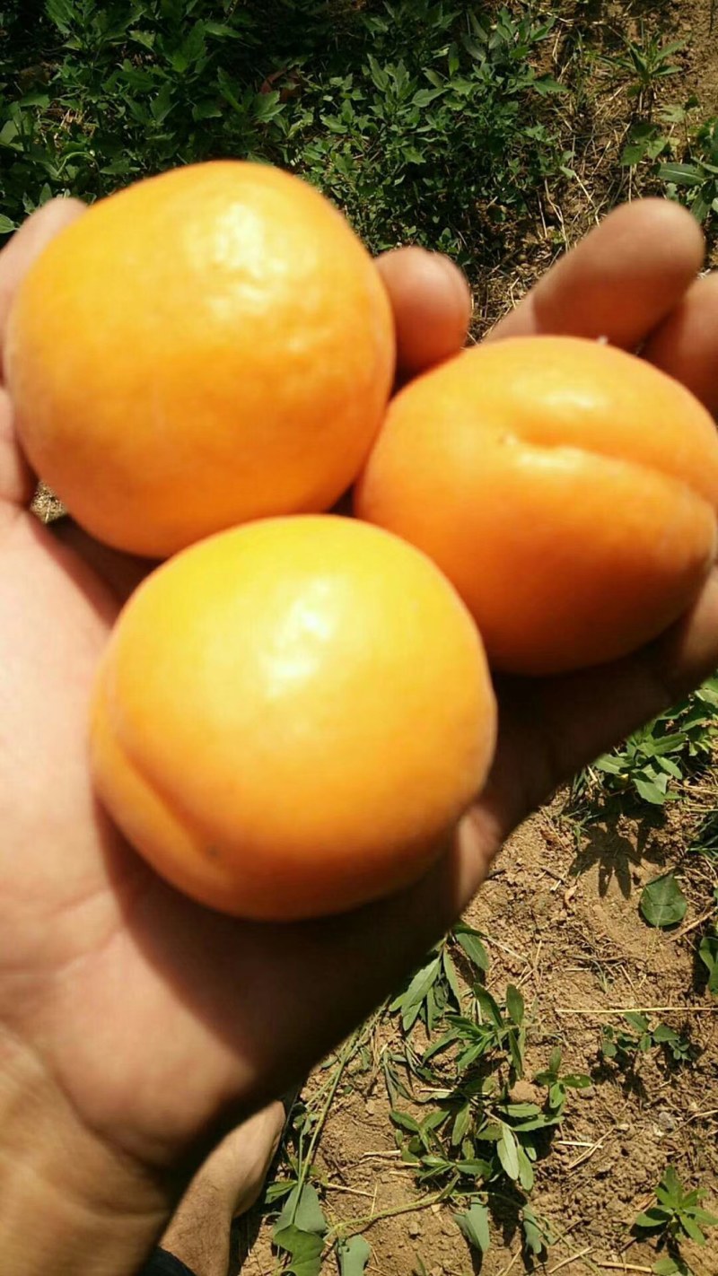 金太阳杏