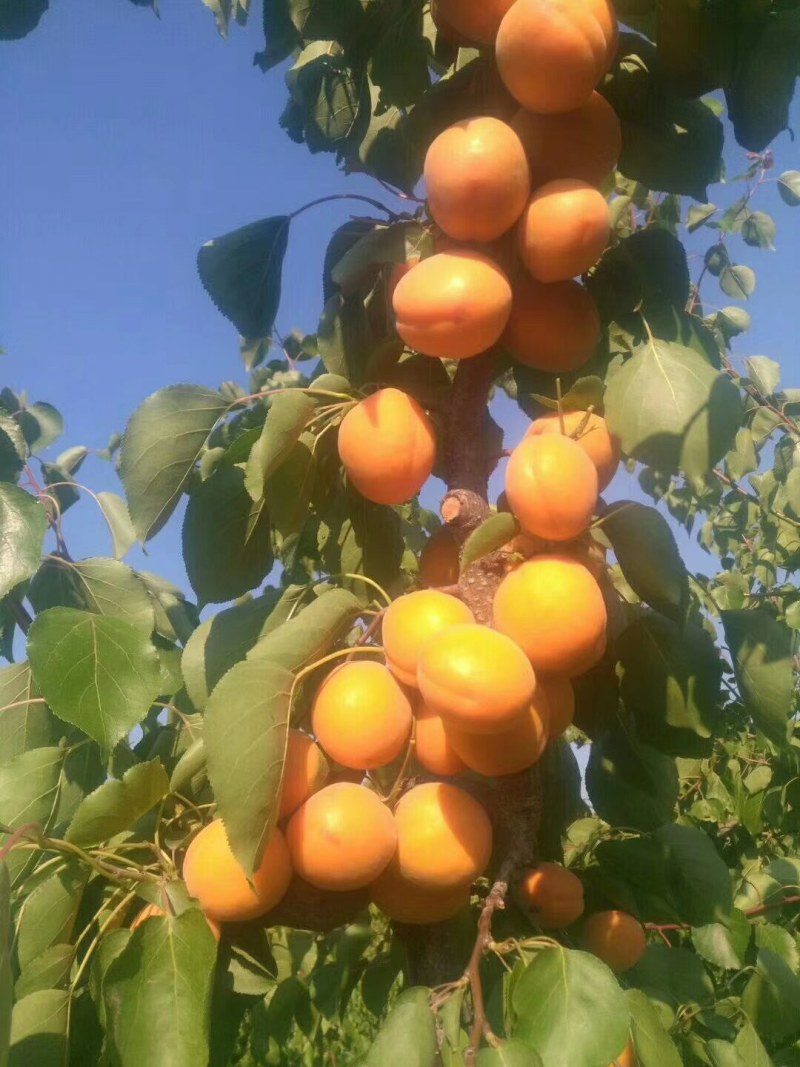 金太阳杏