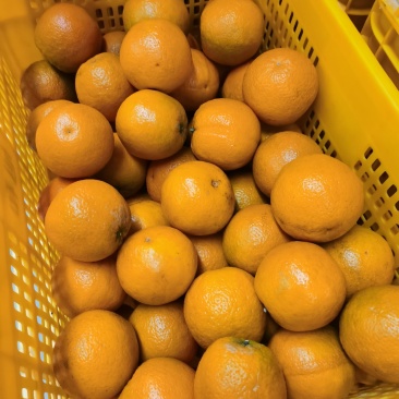 夏橙夏橙夏橙广西夏橙夏橙