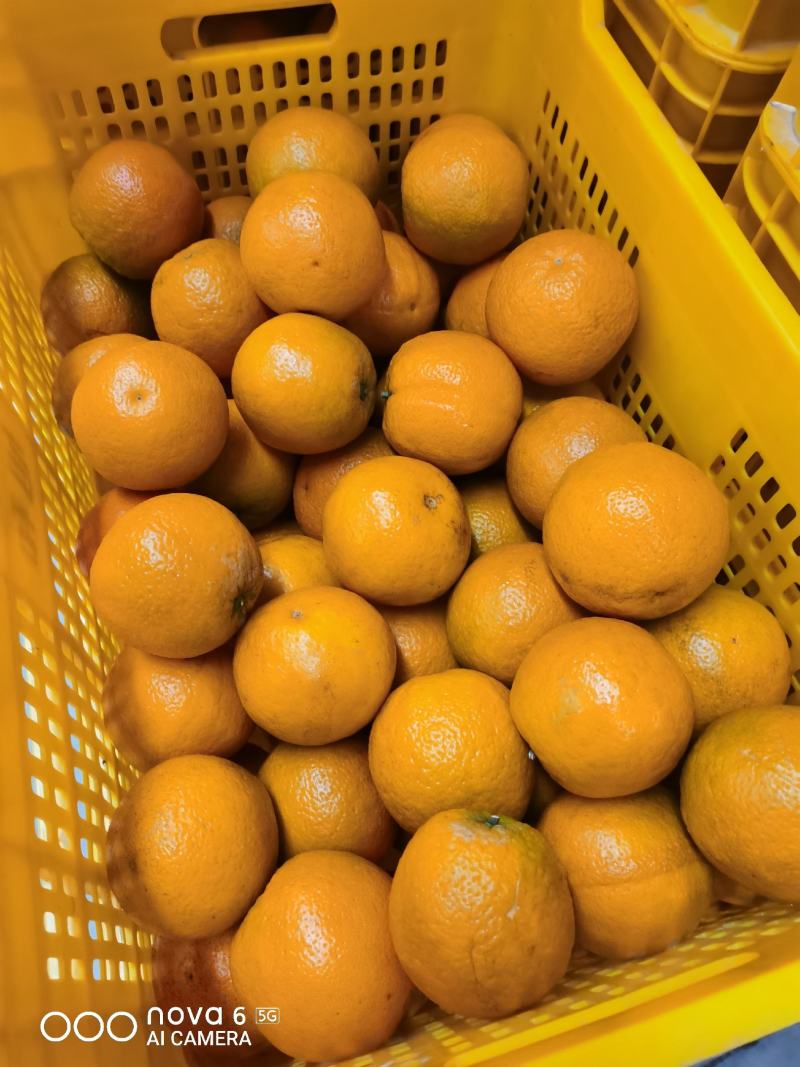 夏橙夏橙夏橙广西夏橙夏橙