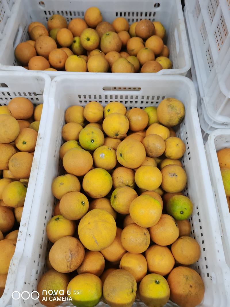 夏橙夏橙夏橙广西夏橙夏橙