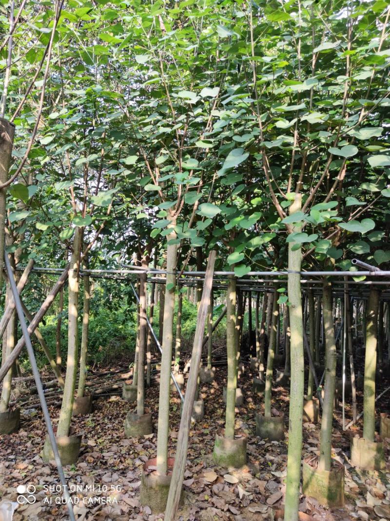 8-10-12分黄槿袋苗，广东黄槿，普宁黄槿袋苗