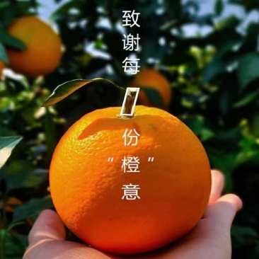 广西富川千万亩基地，广西富川脐橙。口感催甜，化渣