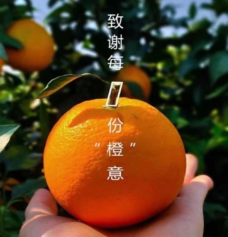 广西富川千万亩基地，广西富川脐橙。口感催甜，化渣
