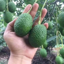 哈斯牛油果苗正品牛油果苗营养杯苗发货包邮