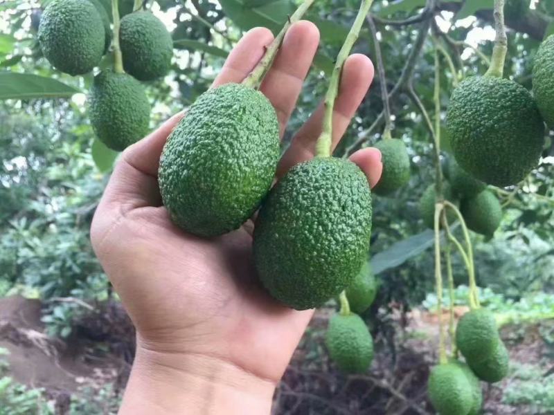 哈斯牛油果苗正品牛油果苗营养杯苗发货包邮