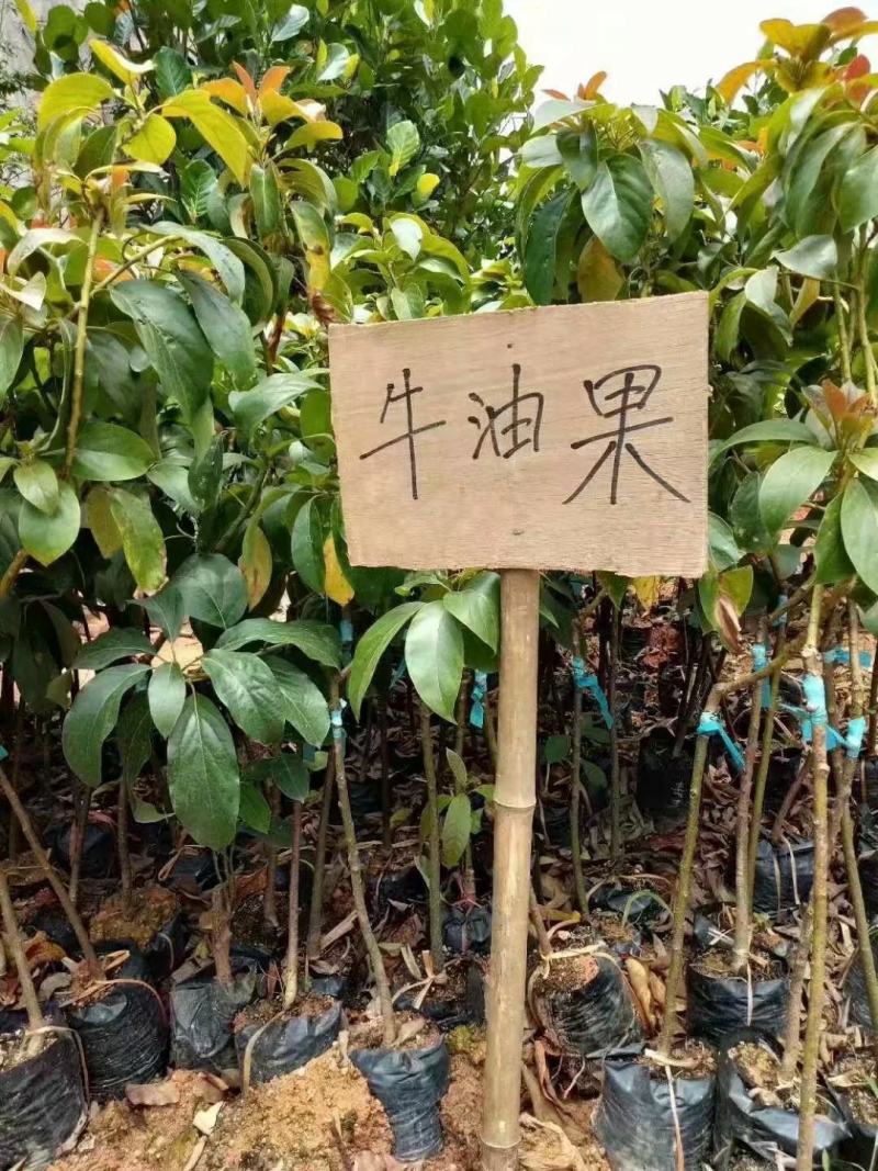 哈斯牛油果苗正品牛油果苗营养杯苗发货包邮