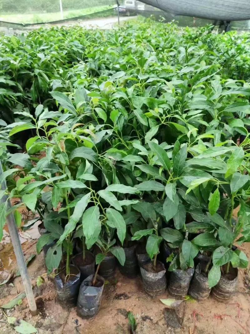 哈斯牛油果苗正品牛油果苗营养杯苗发货包邮