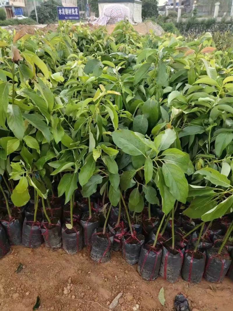 哈斯牛油果苗正品牛油果苗营养杯苗发货包邮