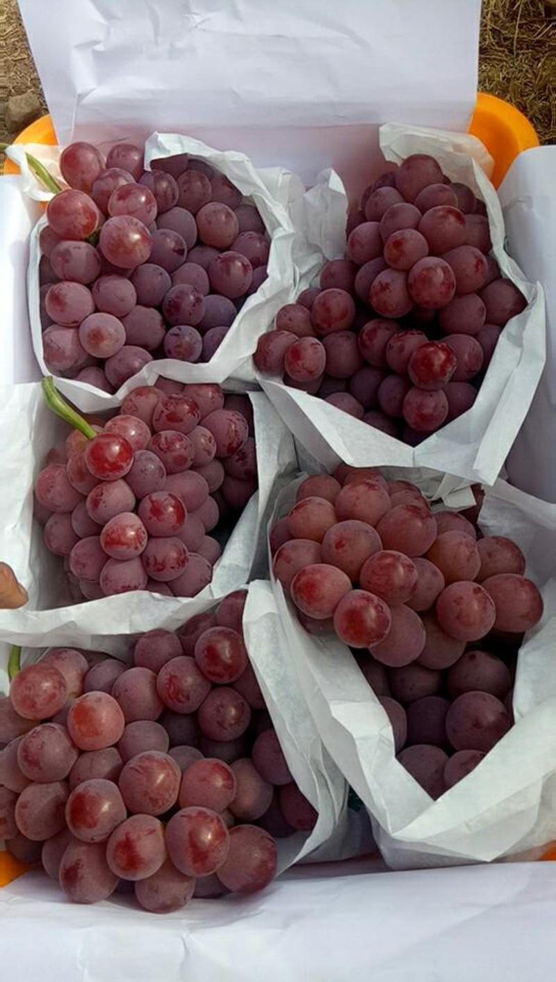 云南错季红提葡萄大量上市了，谢谢老板订货！口感好，