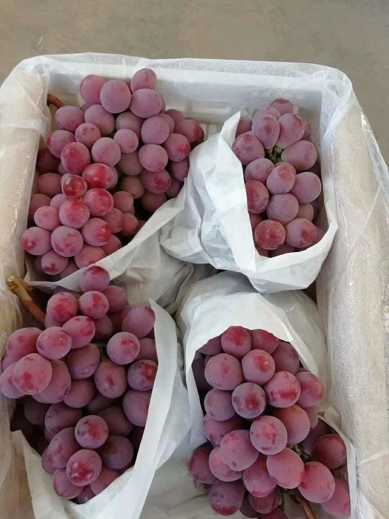 云南错季红提葡萄大量上市了，谢谢老板订货！口感好，