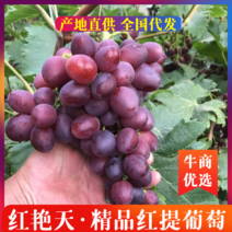 山东聊城红艳天优质红提葡萄5%以下包甜果园现摘