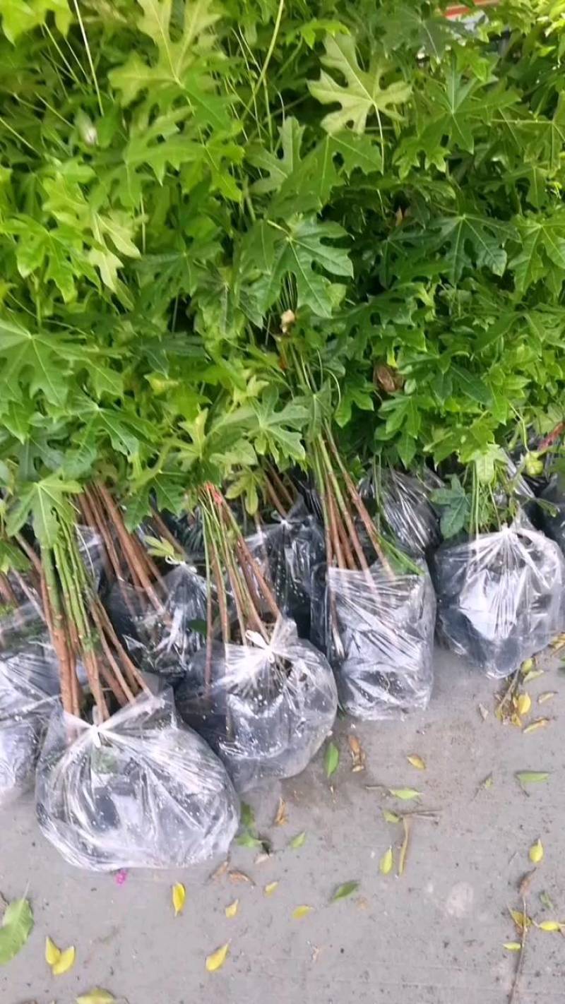 澳洲火焰木，名贵澳洲火焰木袋苗10棵起发