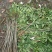 木棉树，本地木棉，红花木棉，英雄树，攀枝花