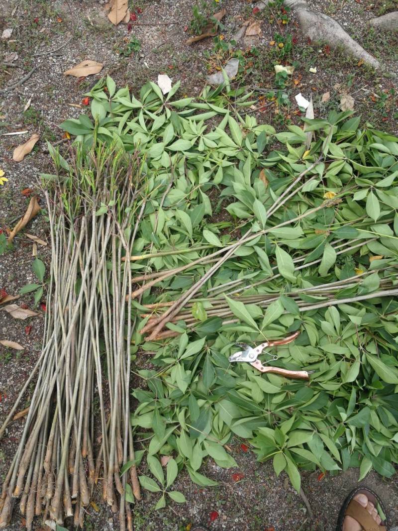 木棉树，本地木棉，红花木棉，英雄树，攀枝花
