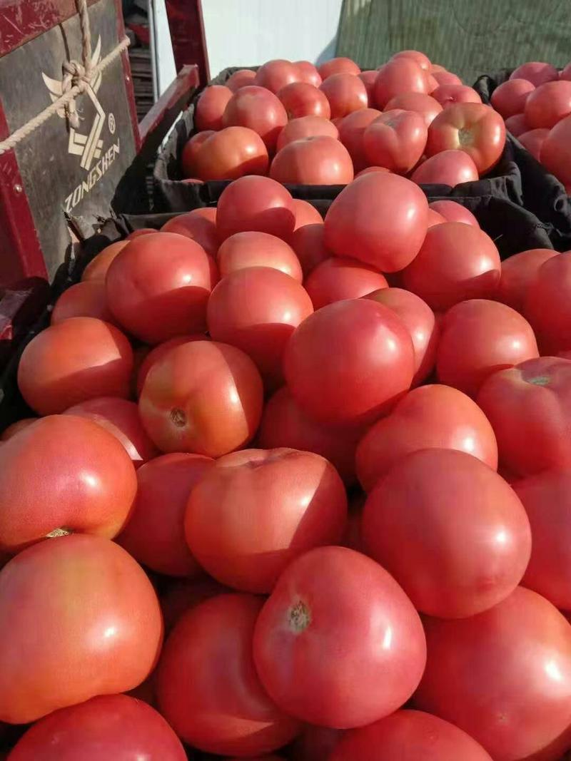 《精选》万亩硬粉西红柿产地直发价格便宜一条龙服务