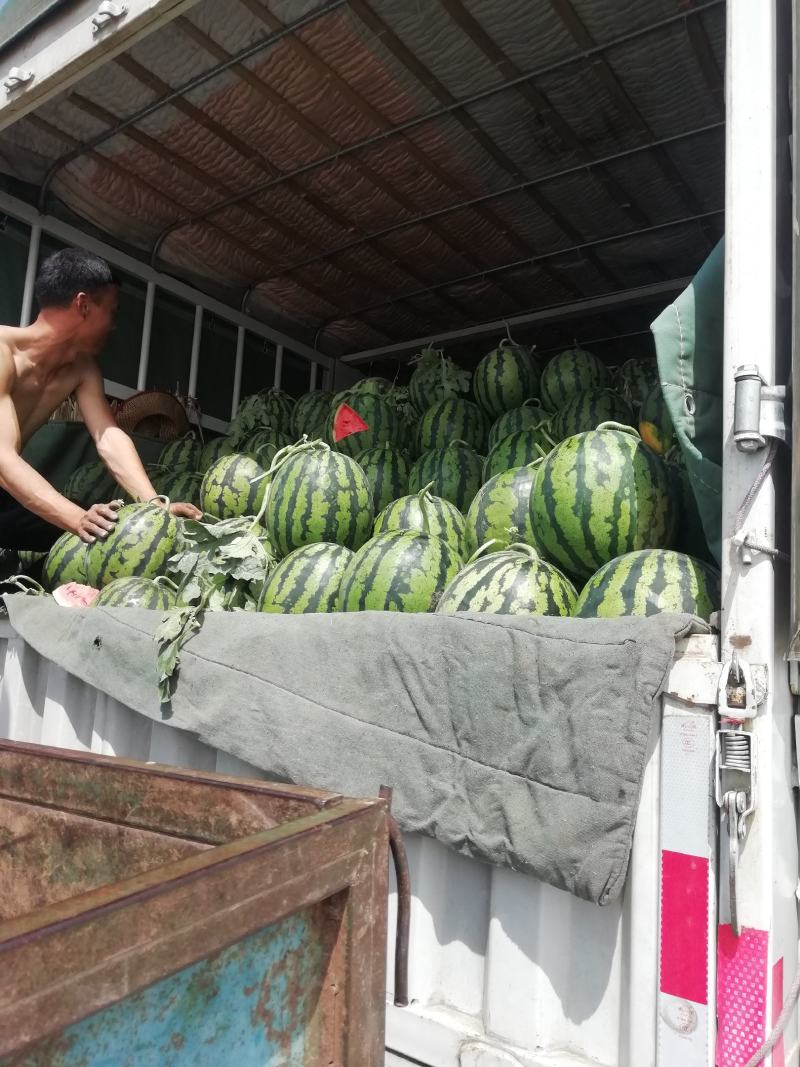 山东省济宁泗水县甜王西瓜大量供应