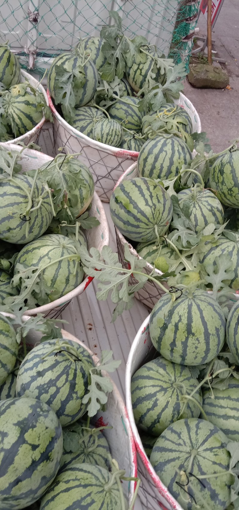 美都西瓜
