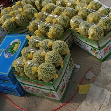特小凤西瓜
