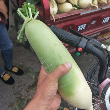 河南郑州中牟韩寺大型蔬菜种植基地，萝卜大量供应中可发货