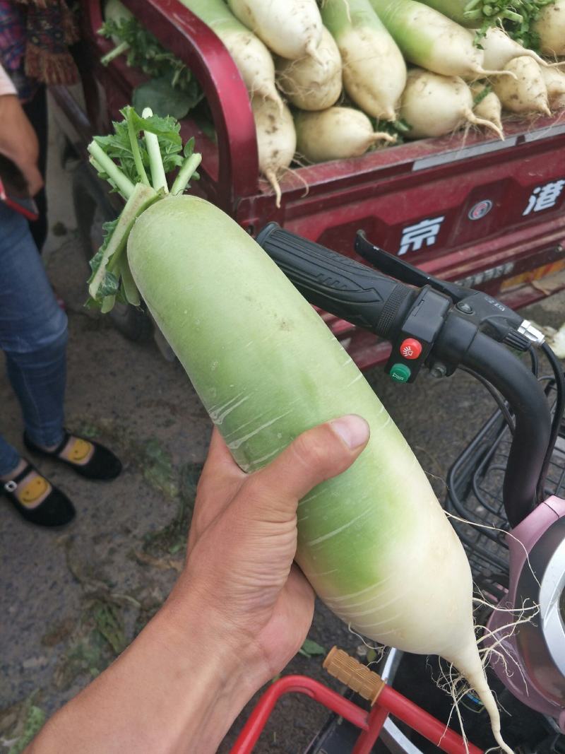 河南郑州中牟韩寺大型蔬菜种植基地，萝卜大量供应中可发货