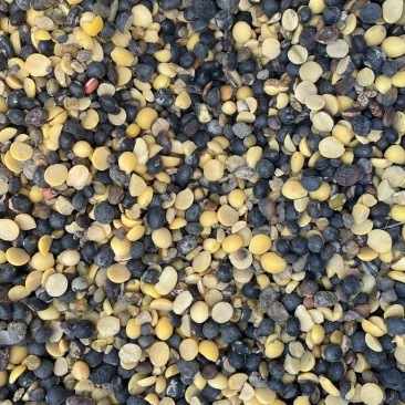 黑豆办