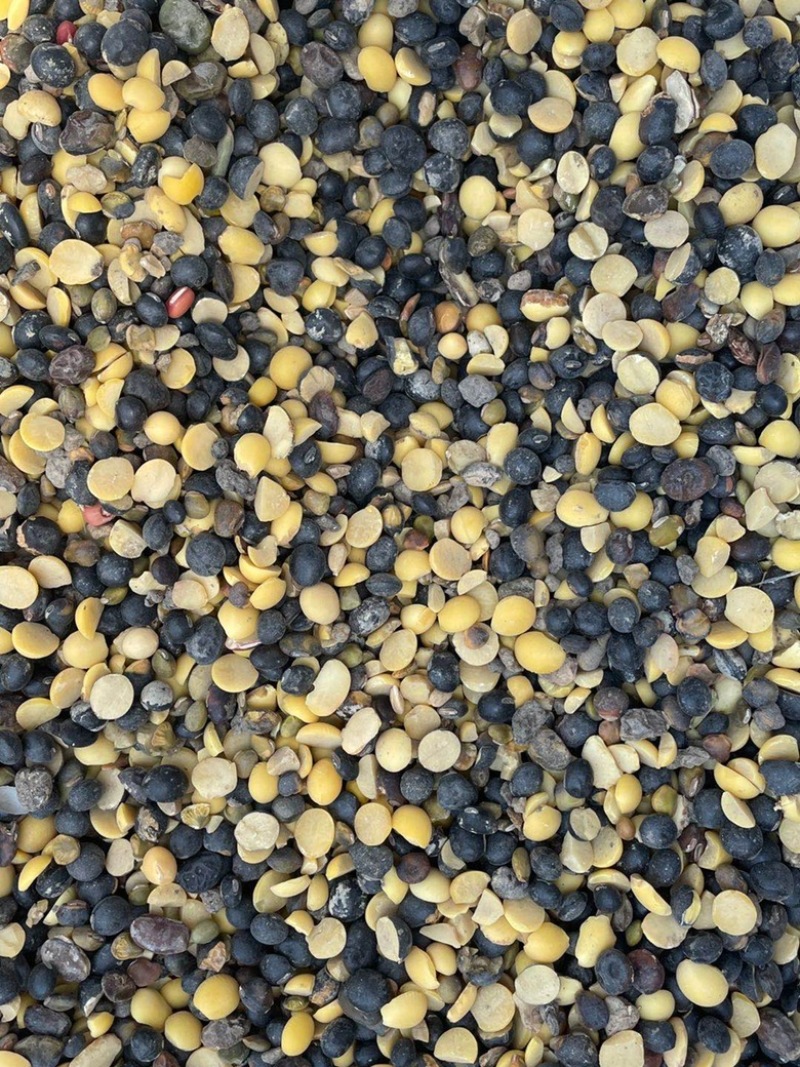 黑豆办