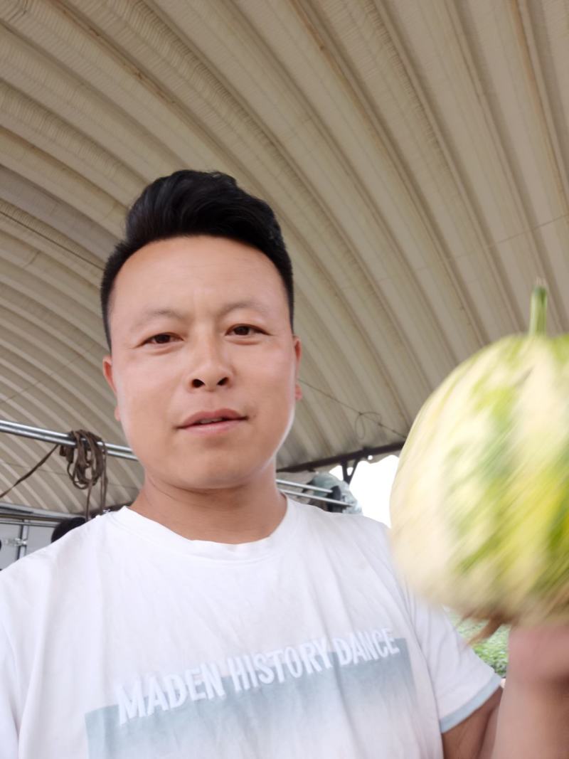 星甜20甜瓜，沙地精品甜瓜