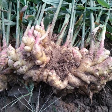 生姜大黄姜小黄姜可种植质量保证产地直发对接全国发货
