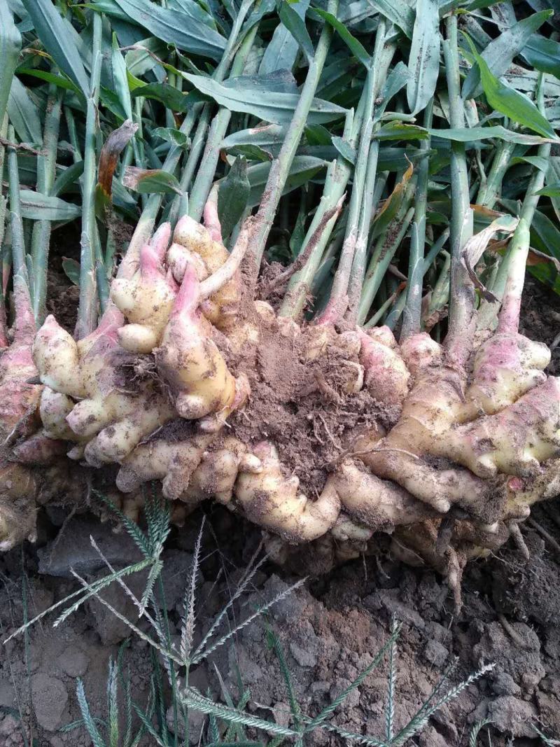 生姜大黄姜小黄姜可种植质量保证产地直发对接全国发货