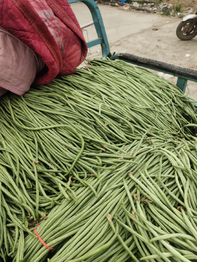 河南滑县万亩无公害蔬菜种植基地，精品长豆角已经大量上市。