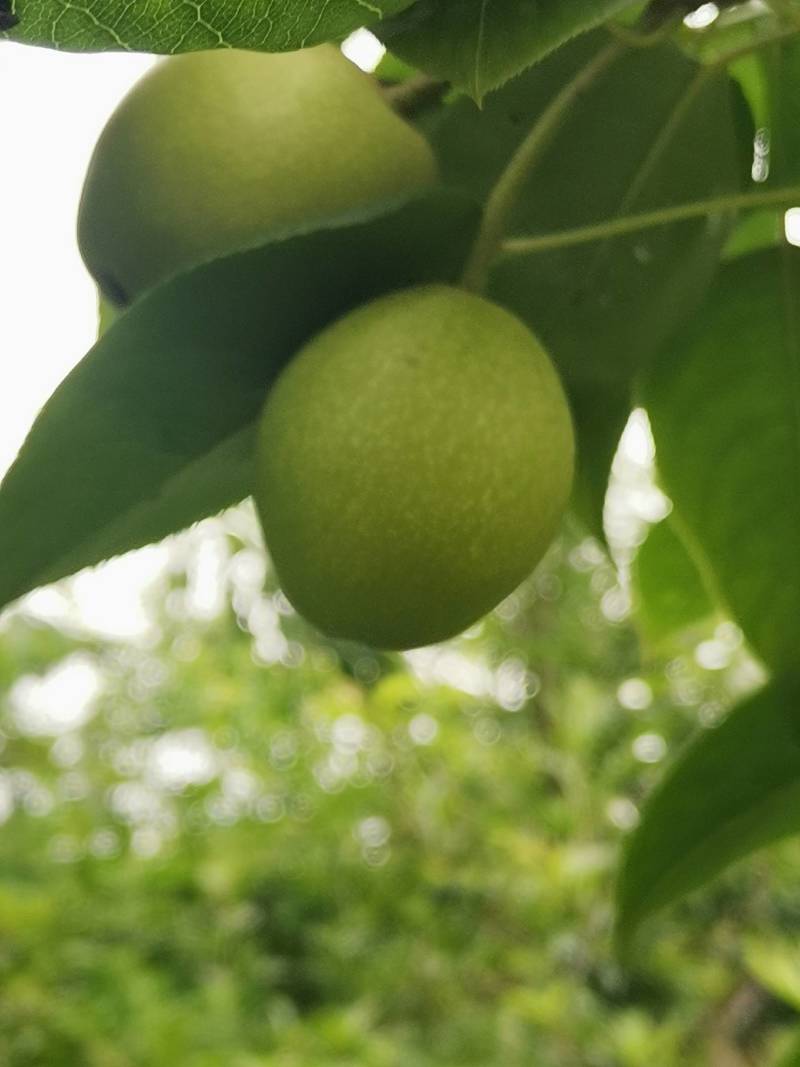 巴中市恩阳区治安种植家庭农场