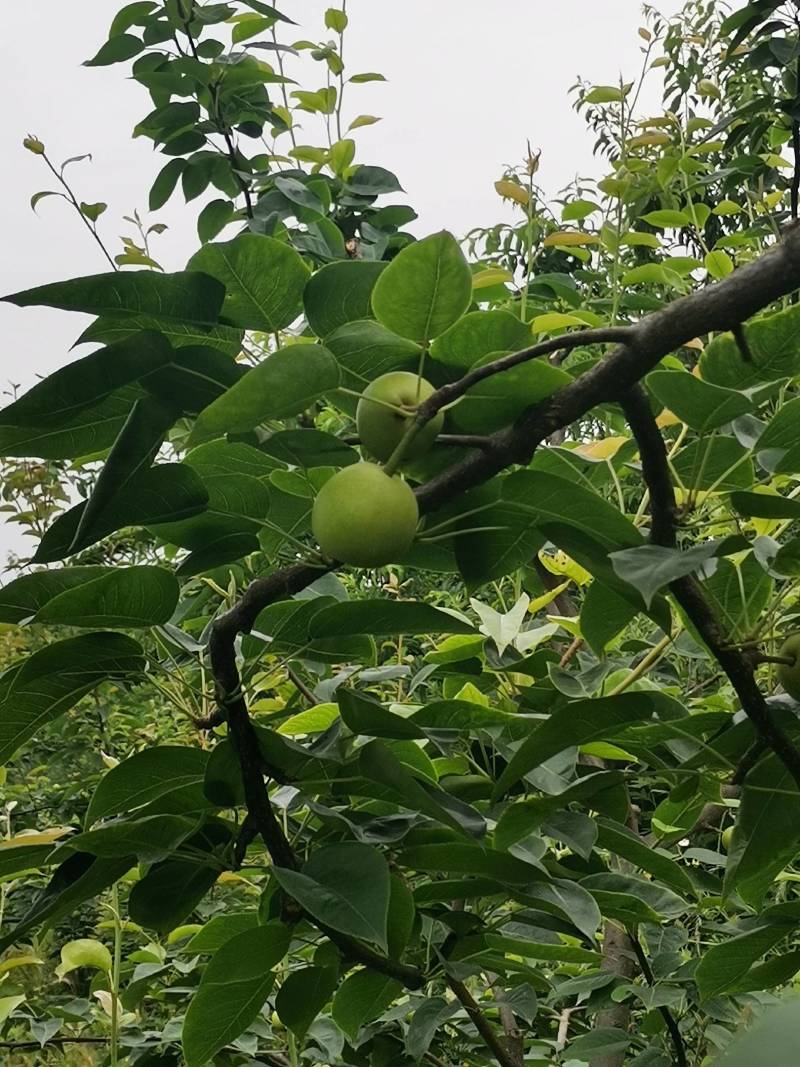 巴中市恩阳区治安种植家庭农场