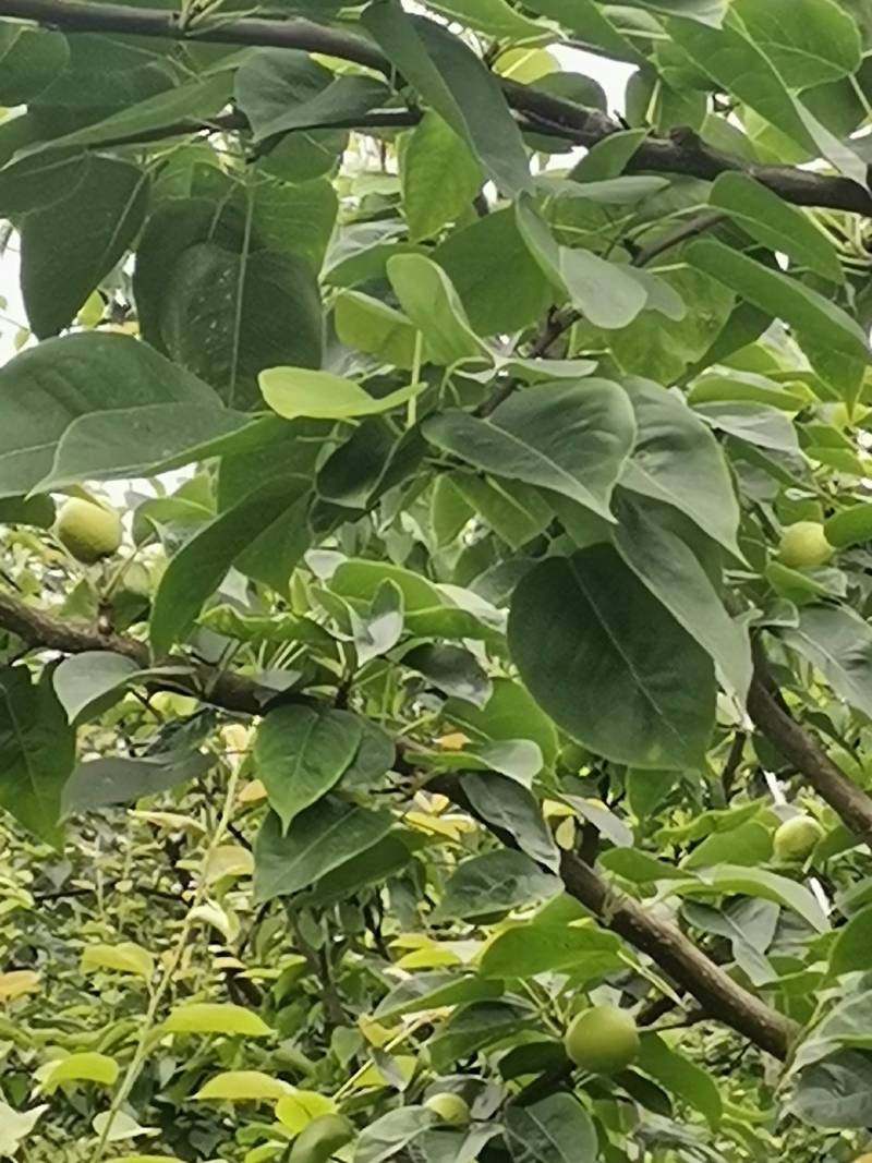 巴中市恩阳区治安种植家庭农场
