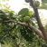 巴中市恩阳区治安种植家庭农场