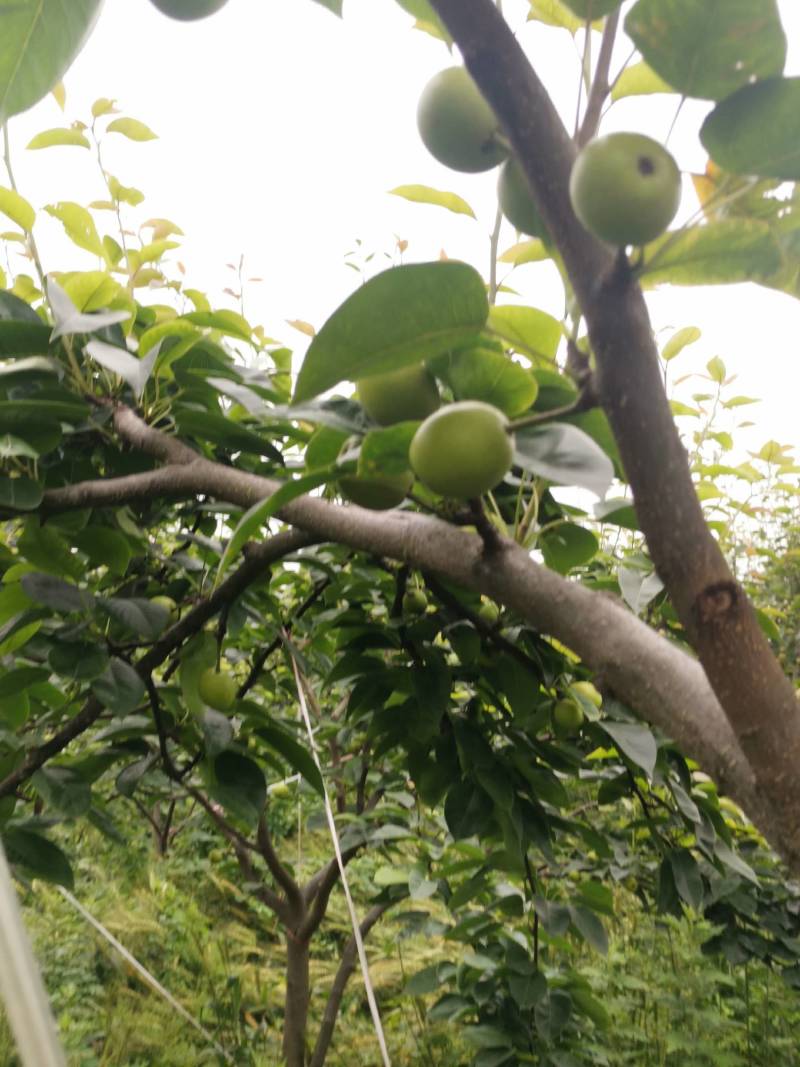 巴中市恩阳区治安种植家庭农场