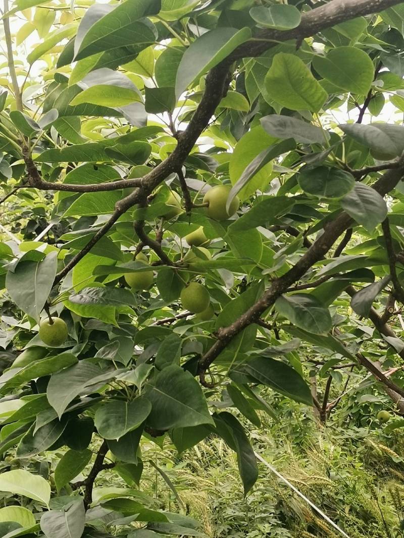 巴中市恩阳区治安种植家庭农场