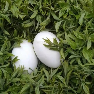 芊罗养生茶