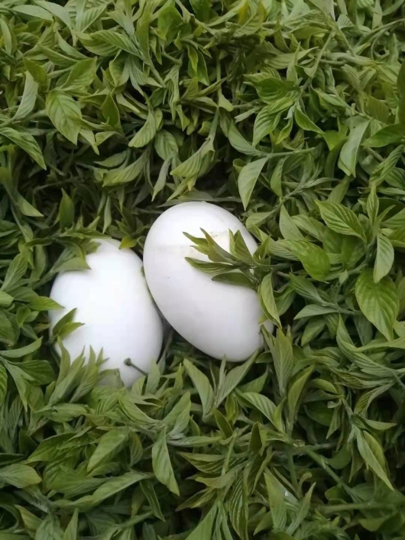 芊罗养生茶