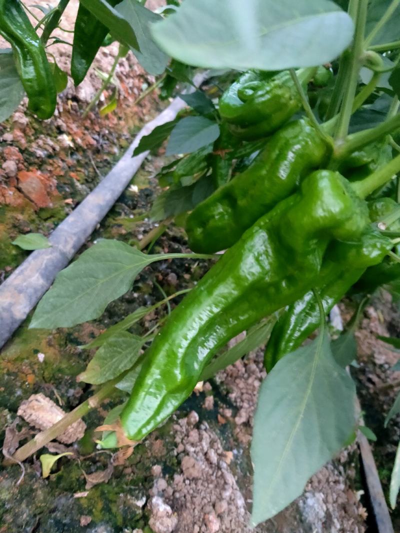 安徽薄皮辣椒（301）陆续上市，产地直供，