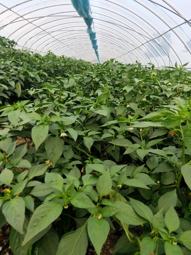 安徽薄皮辣椒（301）陆续上市，产地直供，