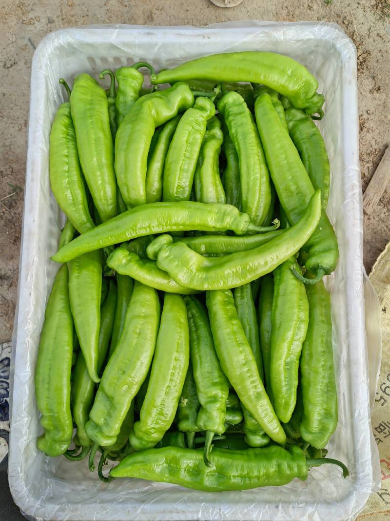 黄皮尖椒、大量上市，日出10万斤，持续数月