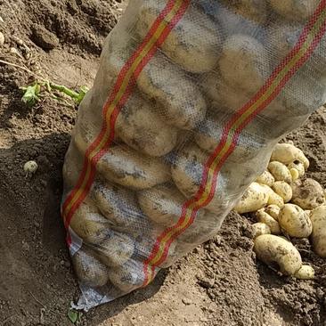 南阳新鲜土豆早大白，中暑五号荷兰十五大面积上市