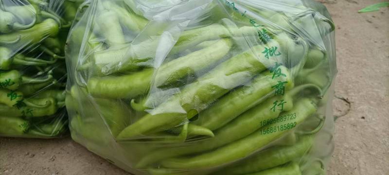 黄皮尖椒、大量上市，日出10万斤，持续数月