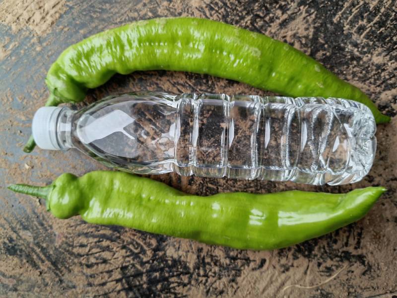 黄皮尖椒、大量上市，日出10万斤，持续数月
