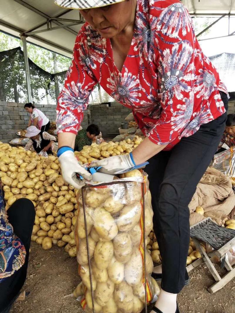 【土豆】土豆荷兰土豆黄皮黄心表皮光滑无青头无烂心