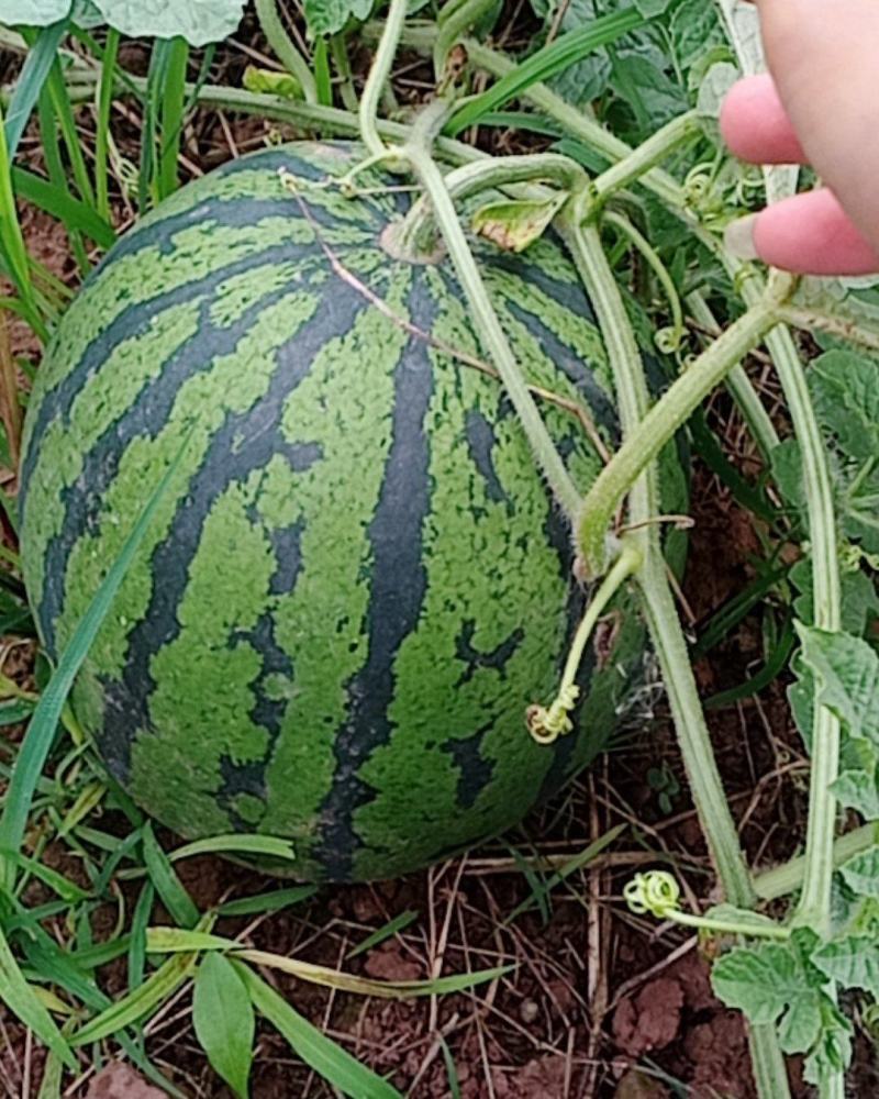 正宗8424西瓜个头大皮溥