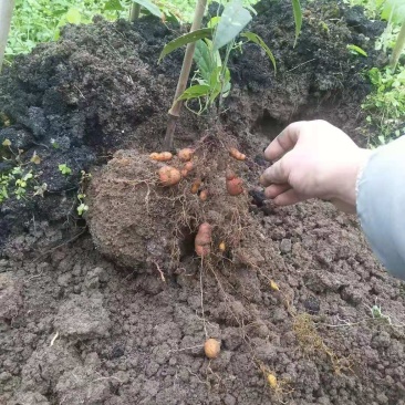 基地正在热销中药材，地苦胆两年籽育苗基地支持实地考察挖苗