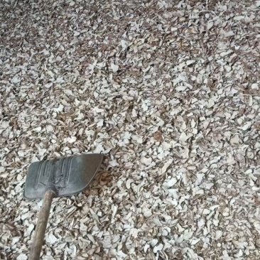 白术片
