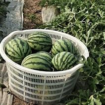 江苏美都西瓜头茬无籽直升苗大量上市，有需要！